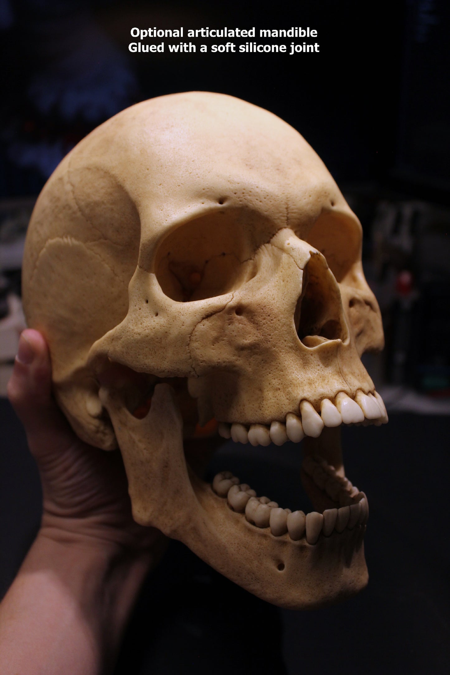 Arnold Skull